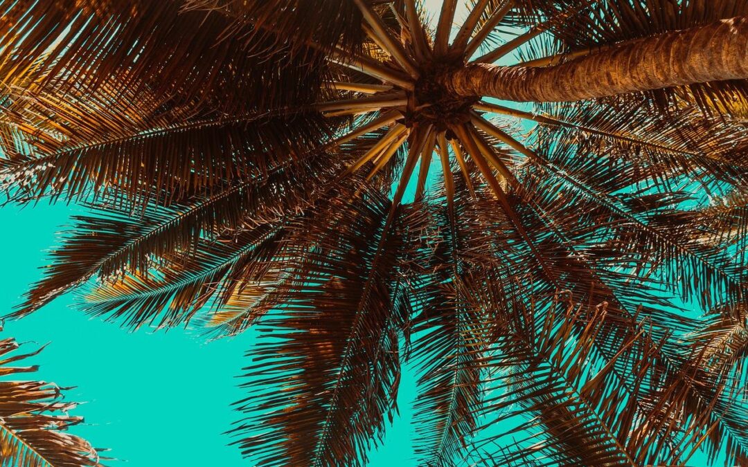 Quelles sont les vertus du palmier ?